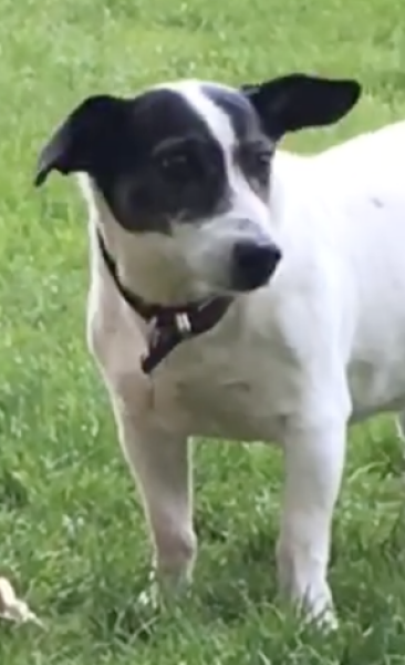 Dog walker killed by her own XL Bully Breed dog.