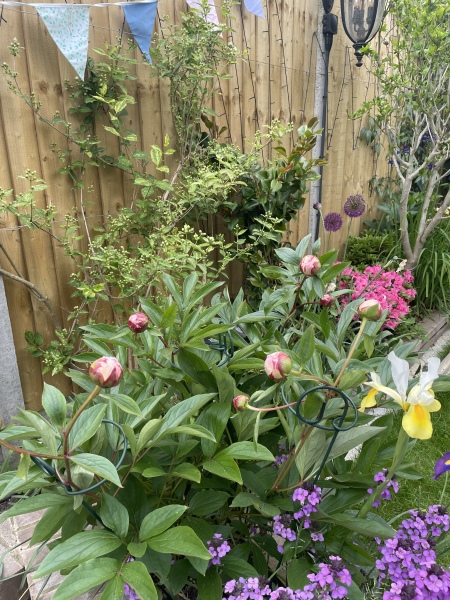 Have your peonies sprouted yet?