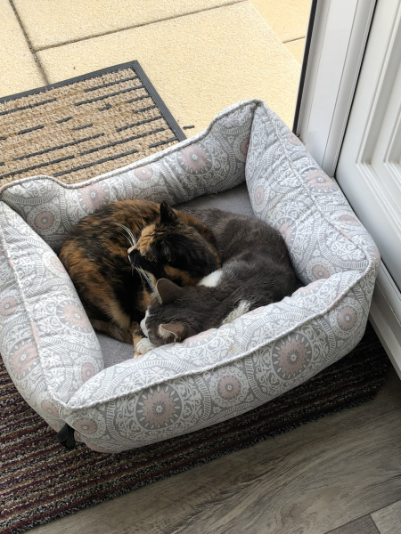 Let's have a happy thread. Show me your kitties.
