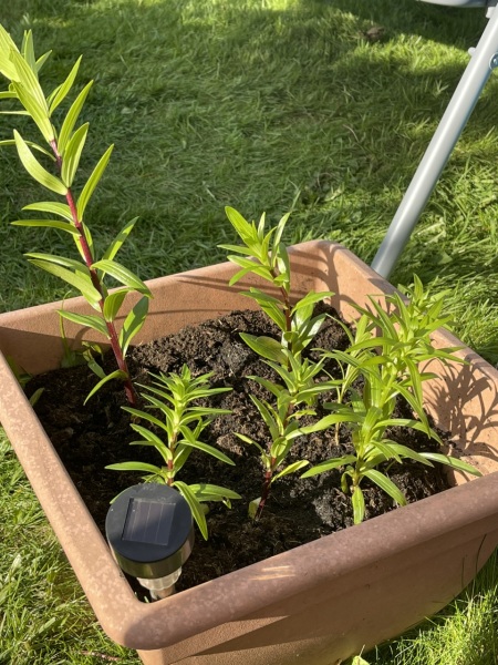 Is this a weed?