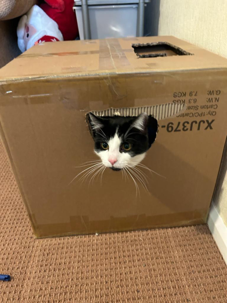 Show me your cats hiding places 