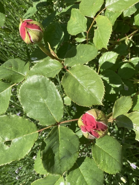 What's your favourite roses?