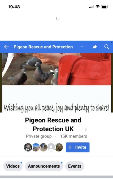 Injured pigeon - what the hell do I do 