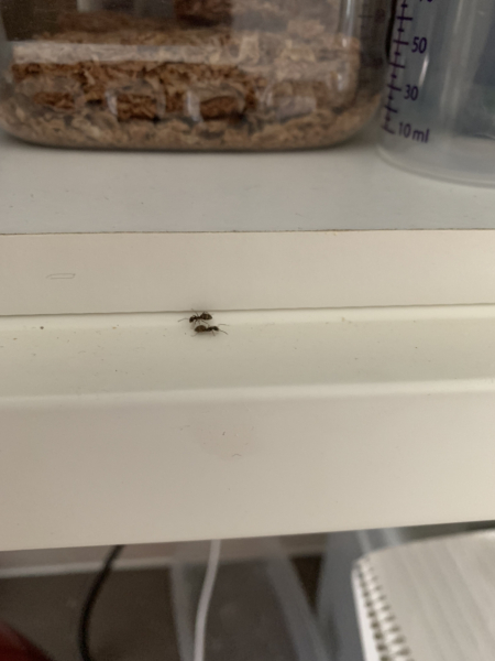 Ants ruining my home