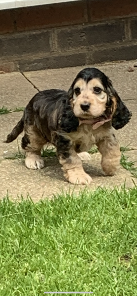 My first night with our puppy 