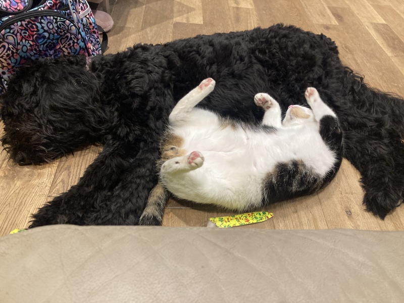 Regret getting puppy - 6 days in