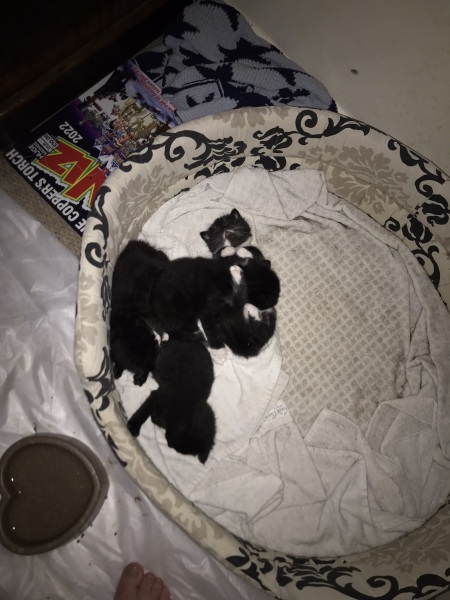 Kittens 4.5 weeks, rarely eating their wet food 