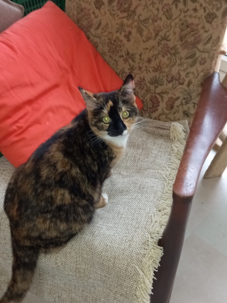 Do your cats have their own theme tunes?