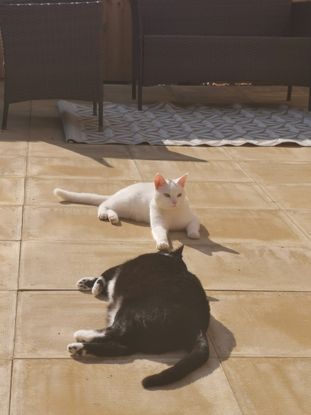 Let's have a happy thread. Show me your kitties.