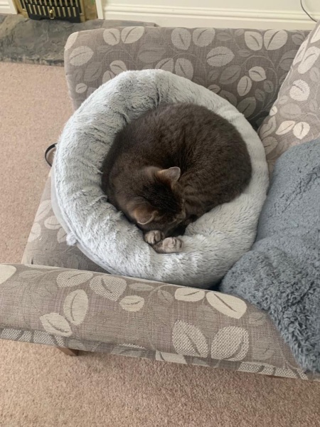 Happy 12th birthday Mithril!