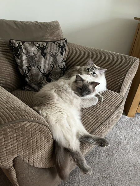 What are rag doll cats like? 