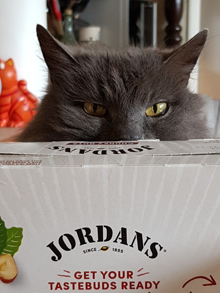 Cats used to be worshiped as Gods...