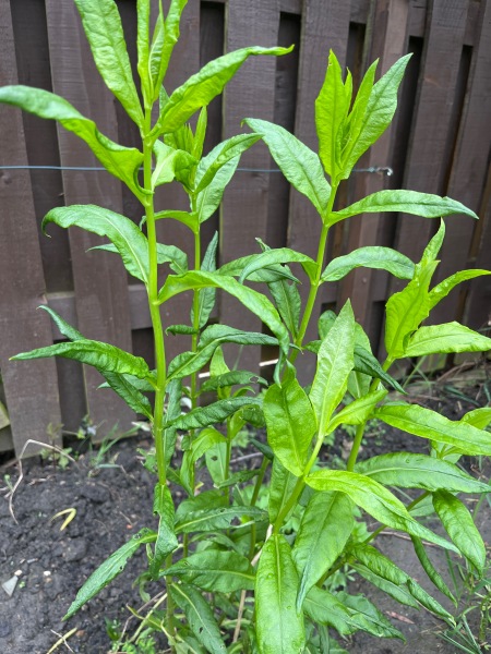 Plant ID - Stevia?