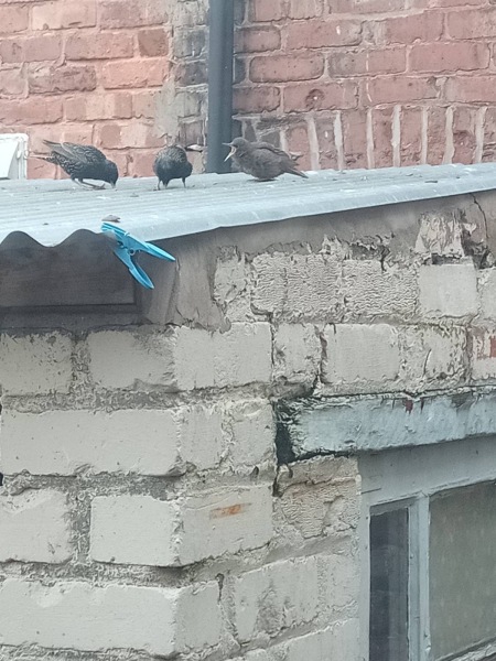 Countdown to Christmas 2023: get past the post-Christmas slump by thinking about the next one! (Thread 1.)