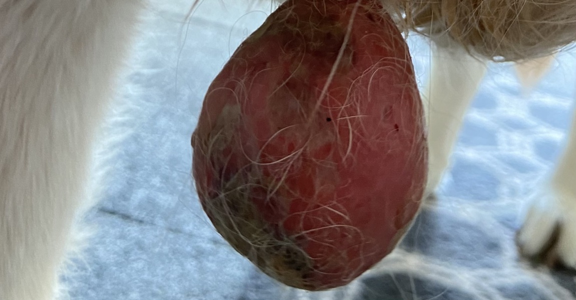 Ulcerating growth and blood tests