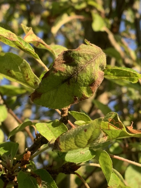 Can anyone diagnose what disease this might be?