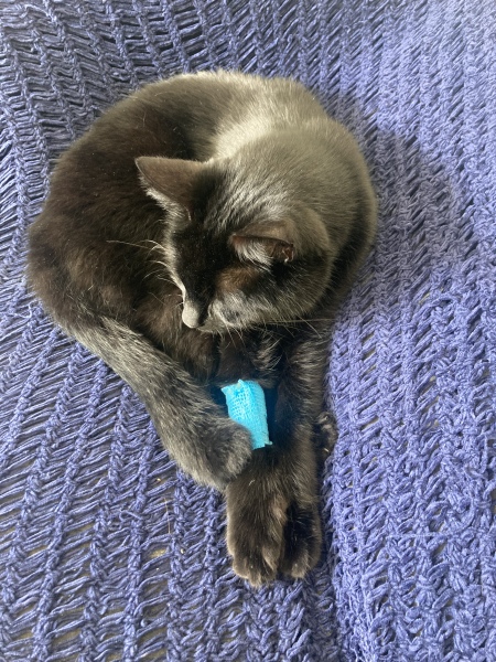 Are there any vets about?