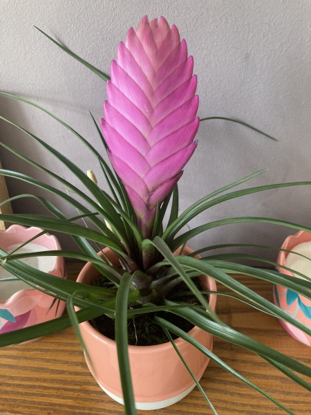 What is this plant? 