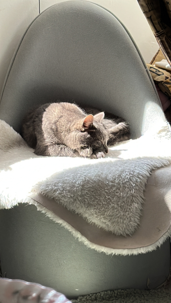 Let's have a happy thread. Show me your kitties.