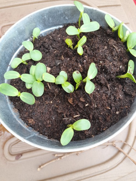 Can someone please help me with dwarf/sunspot sunflowers 😳