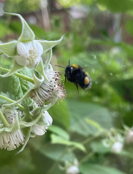 What plant do bees and butterflies love the most in your garden?