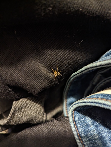 You know that thing about spider's willies on your washing...