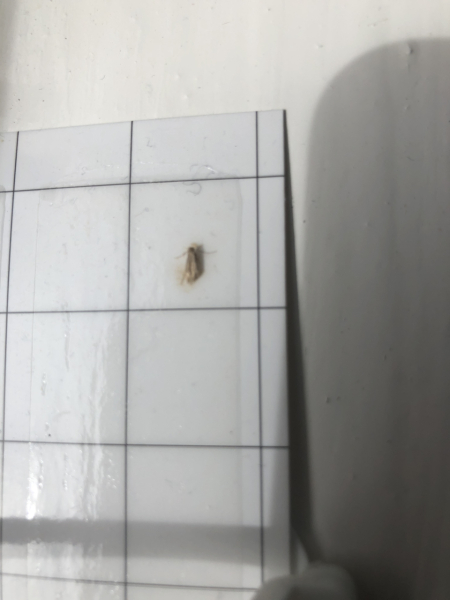 To think moths are cheeky wee bastards that need to die?!