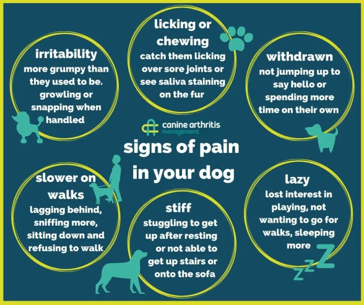 Food for elderly dogs