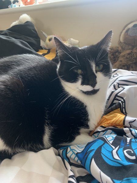 Help - cystitis 