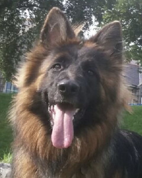 To think if you don't like my dogs barking at you get the hell off my drive