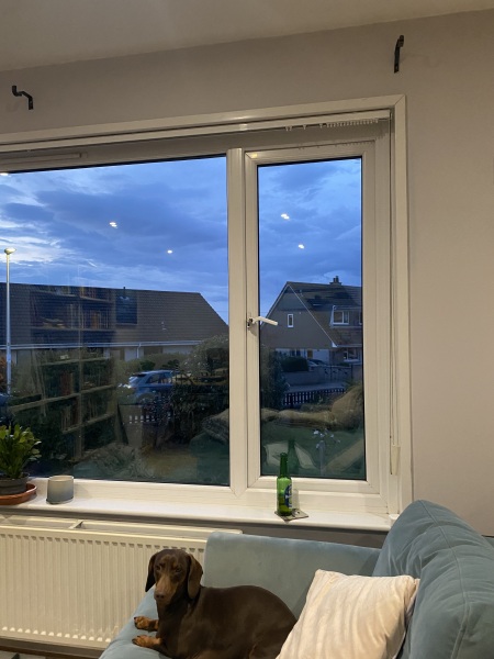 Curtains help - pic of dog included!