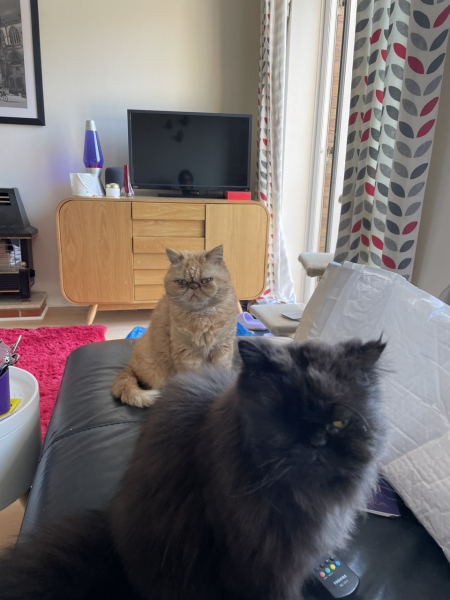 What are rag doll cats like? 