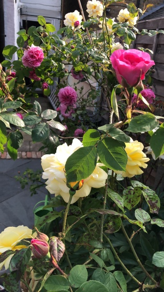 What's your favourite roses?