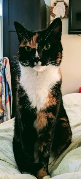 Let's have a happy thread. Show me your kitties.
