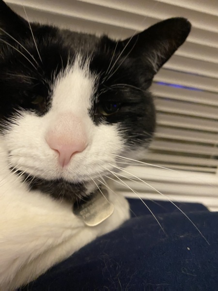 Cats used to be worshiped as Gods...