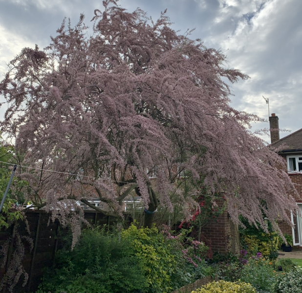 Tamarix any advice?
