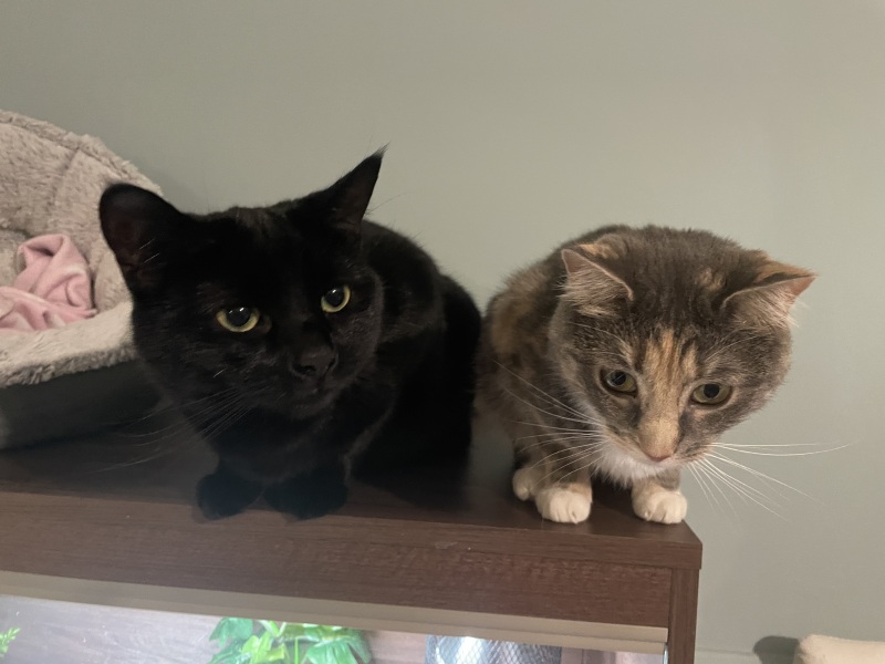 How many cats is too many for a normal household?