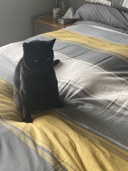 Let's have a happy thread. Show me your kitties.