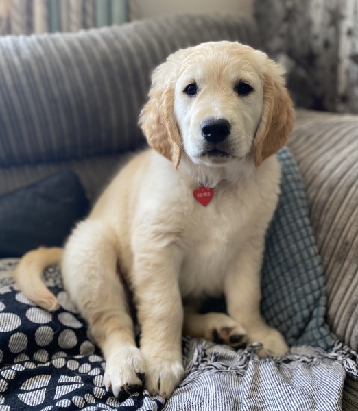 New puppy! 