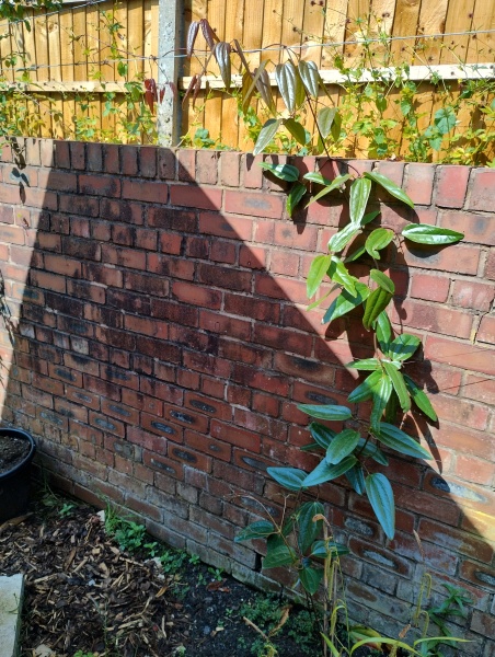 Could I transplant this Clematis this weekend?