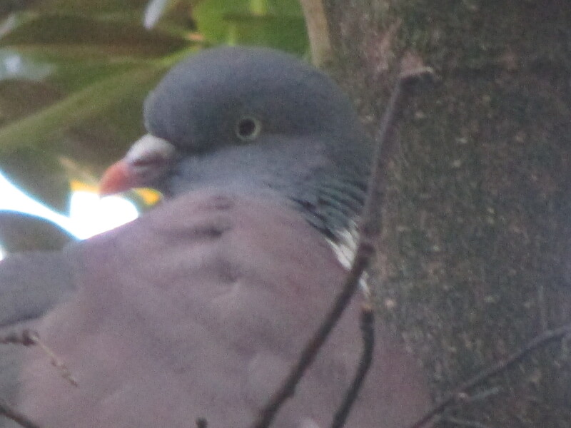 I have a pigeon nesting just outside my sitting room window and she is so cute