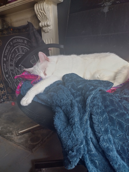Let's have a happy thread. Show me your kitties.