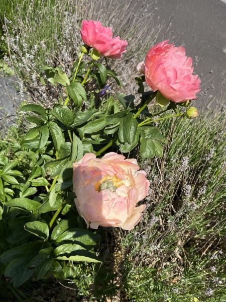 Have your peonies sprouted yet?