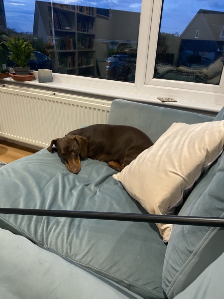 Curtains help - pic of dog included!