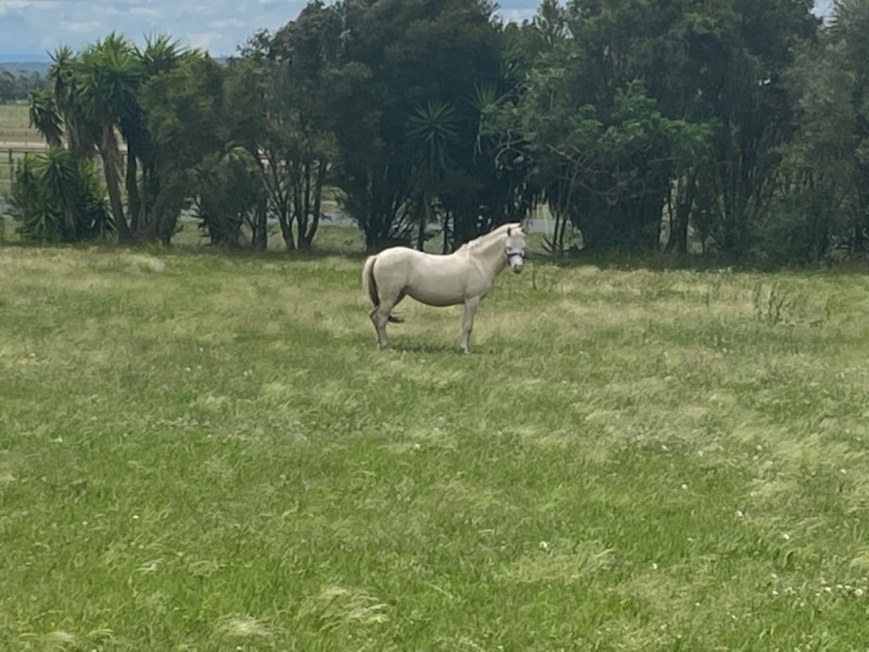Are horses just giant puppies then? 