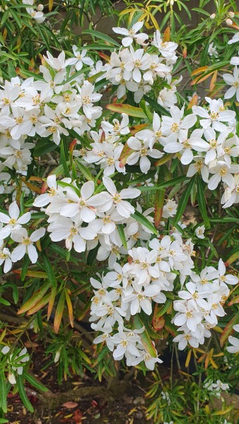 Is this oleander?