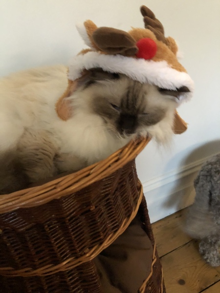 What are rag doll cats like? 