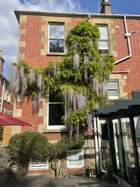 After SEVEN years my wisteria has finally burst into bloom
