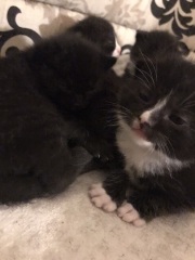 Kittens 4.5 weeks, rarely eating their wet food 