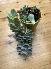 What shall I do with this plant 